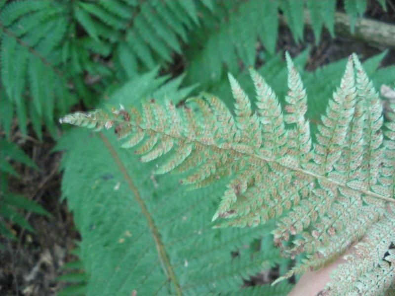 felce da id - Polystichum sp.