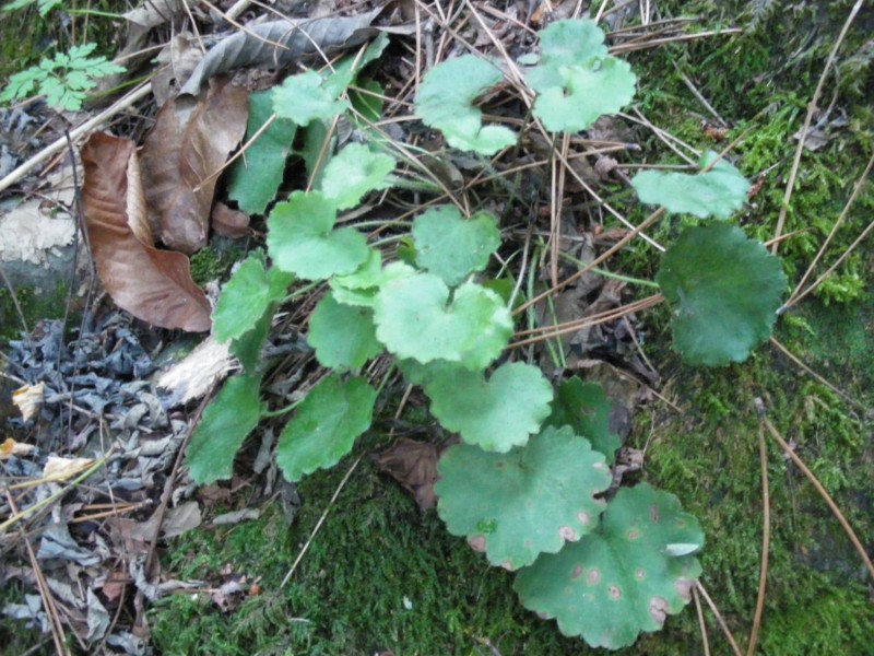 saxifraga da id - cfr. Saxifraga rotundifolia