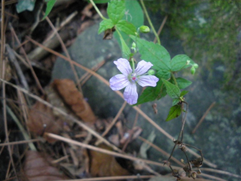 Geranium nodosum