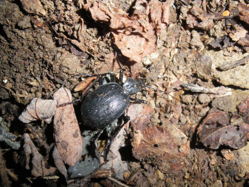 Cychrus italicus