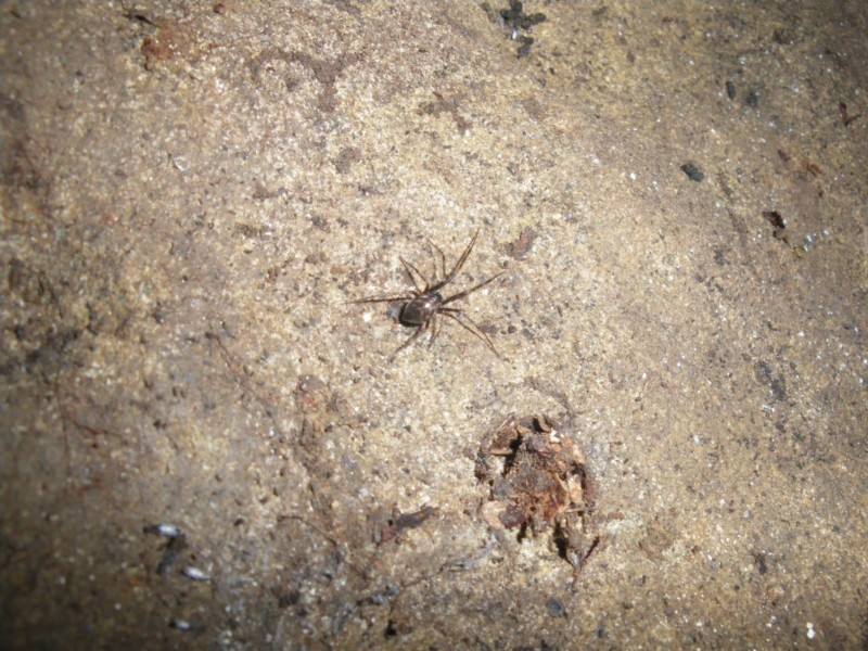 Pimoa rupicola; Steatoda triangulosa