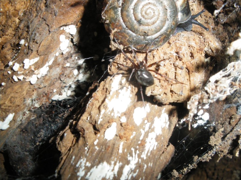 Pimoa rupicola; Steatoda triangulosa