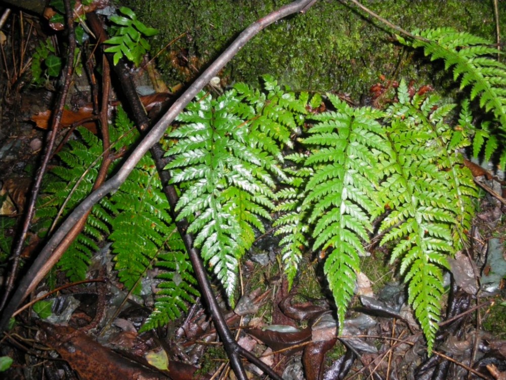 felce - Polystichum sp.