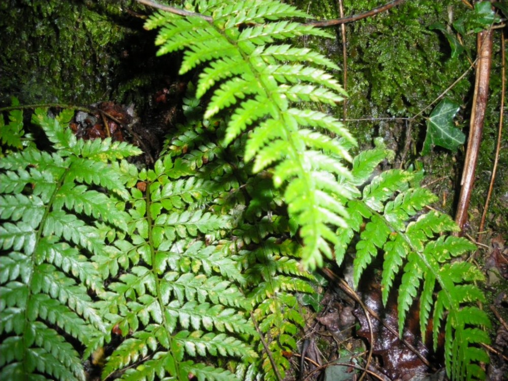 felce - Polystichum sp.