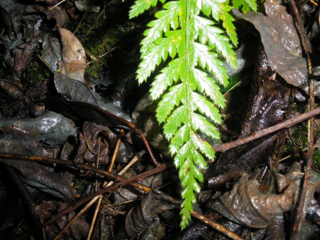 felce - Polystichum sp.