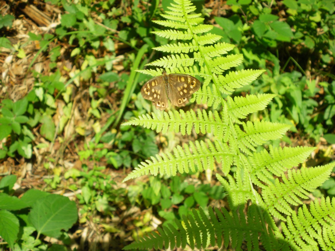 aiuto id farfalle e bruco