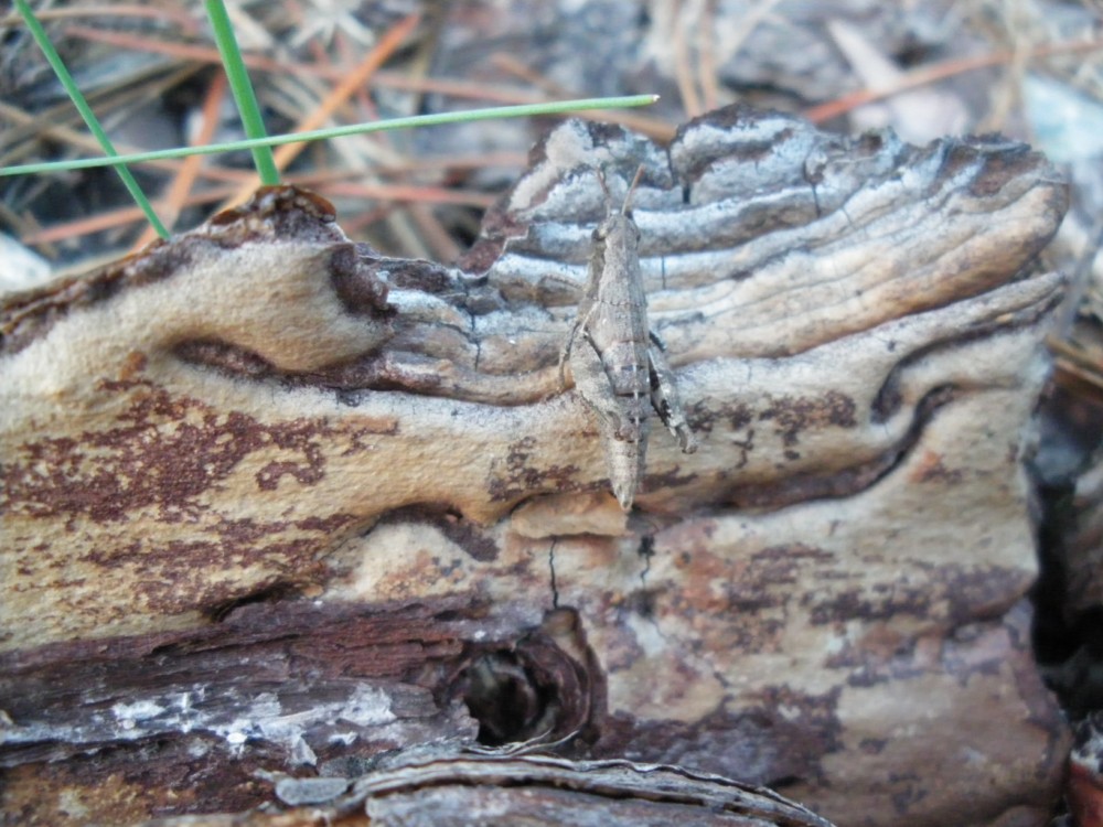 Pezotettix giornai,  Glyptobothrus sp. e Calliptamus sp.