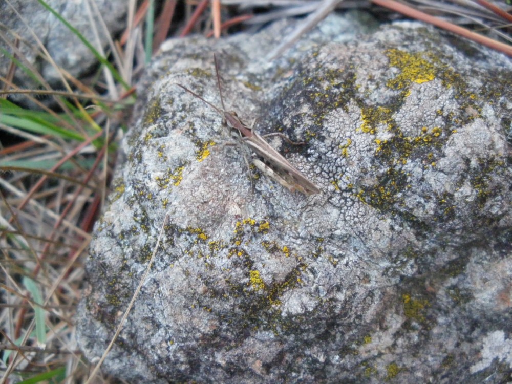 Pezotettix giornai,  Glyptobothrus sp. e Calliptamus sp.