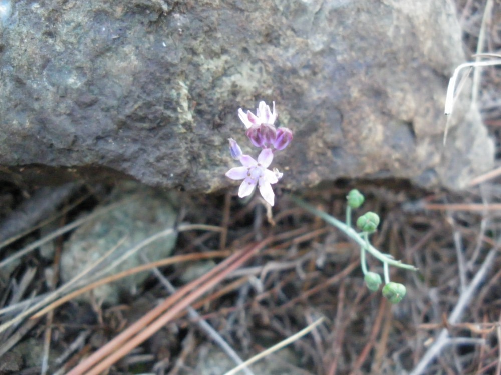 liliacea id - Prospero autumnale