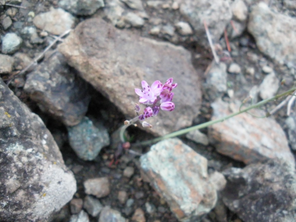 liliacea id - Prospero autumnale