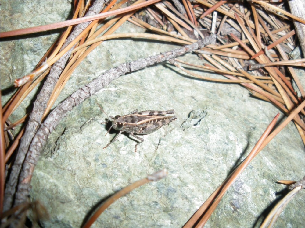 Pezotettix giornai,  Glyptobothrus sp. e Calliptamus sp.