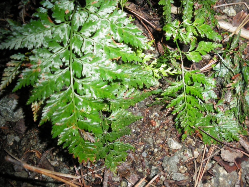 Asplenium onopteris