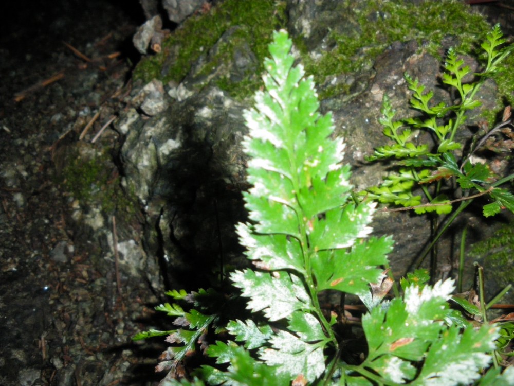 Asplenium onopteris