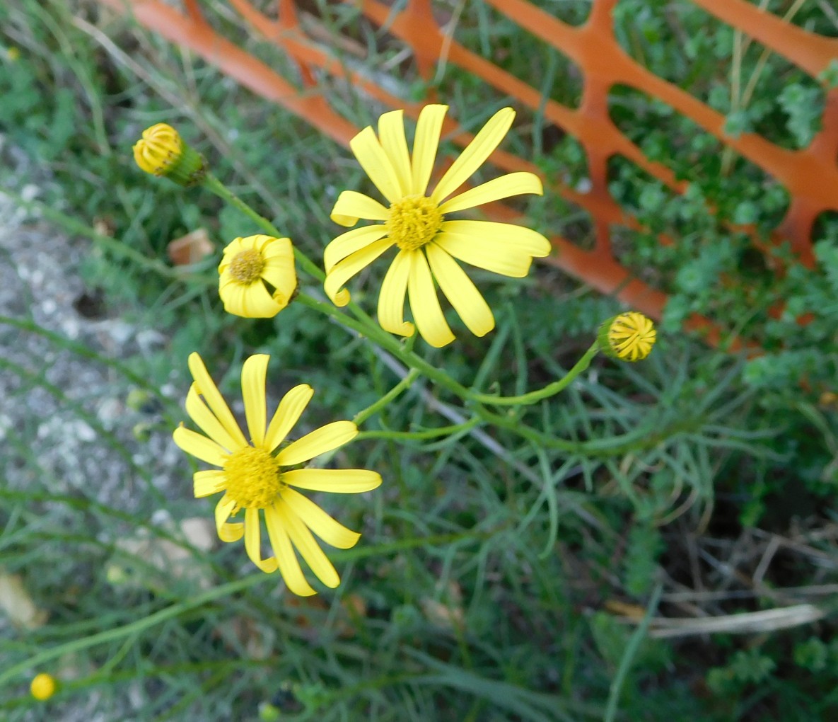 Senecio inaequidens (Asteraceae)