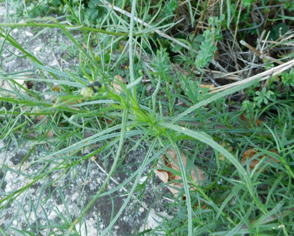 Senecio inaequidens (Asteraceae)