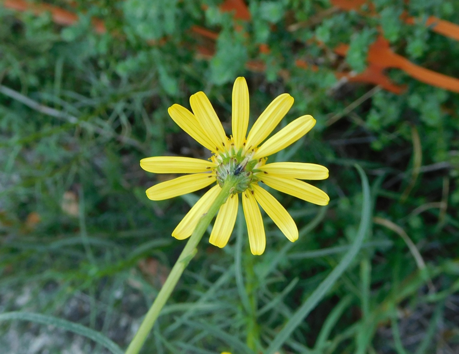 Senecio inaequidens (Asteraceae)