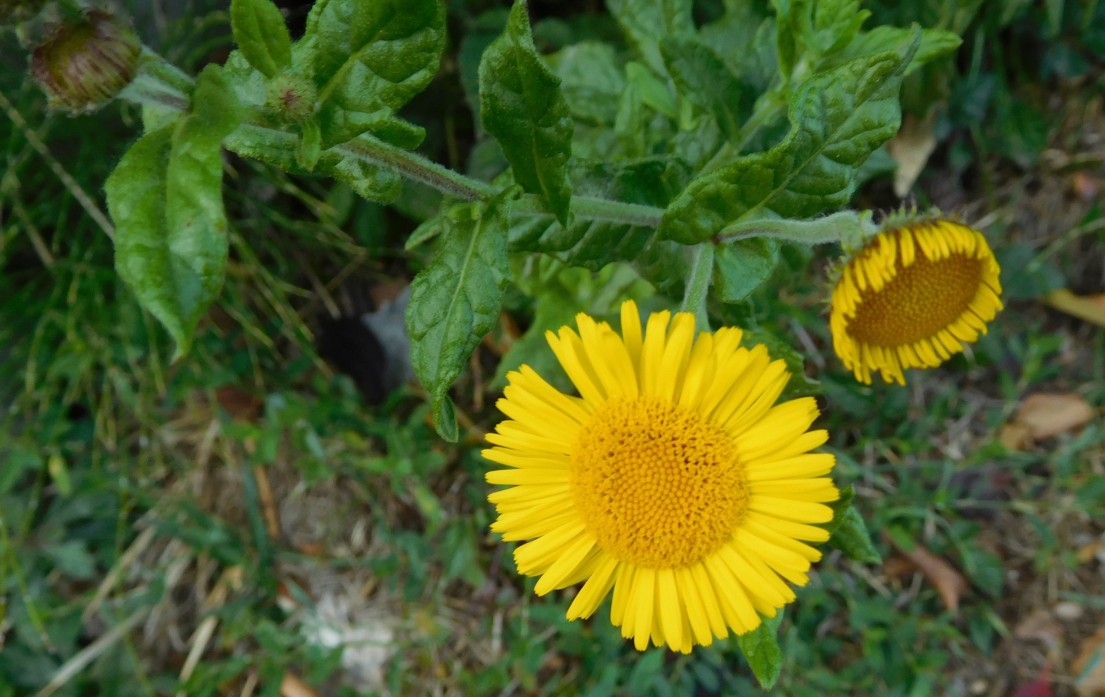 Pulicaria dysenterica