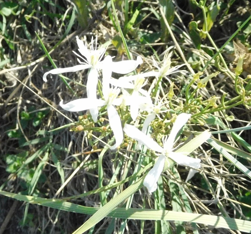 pianta da determinare 4 ott - Clematis sp.