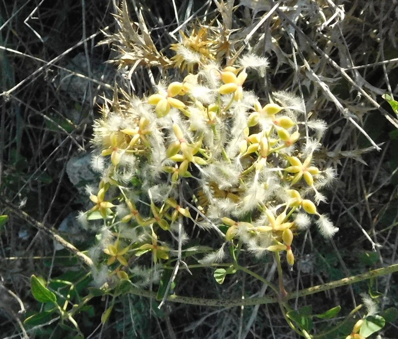 pianta da determinare 4 ott - Clematis sp.