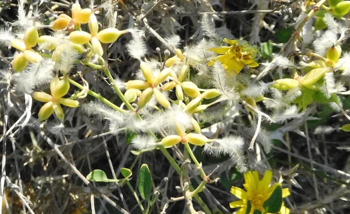 pianta da determinare 4 ott - Clematis sp.