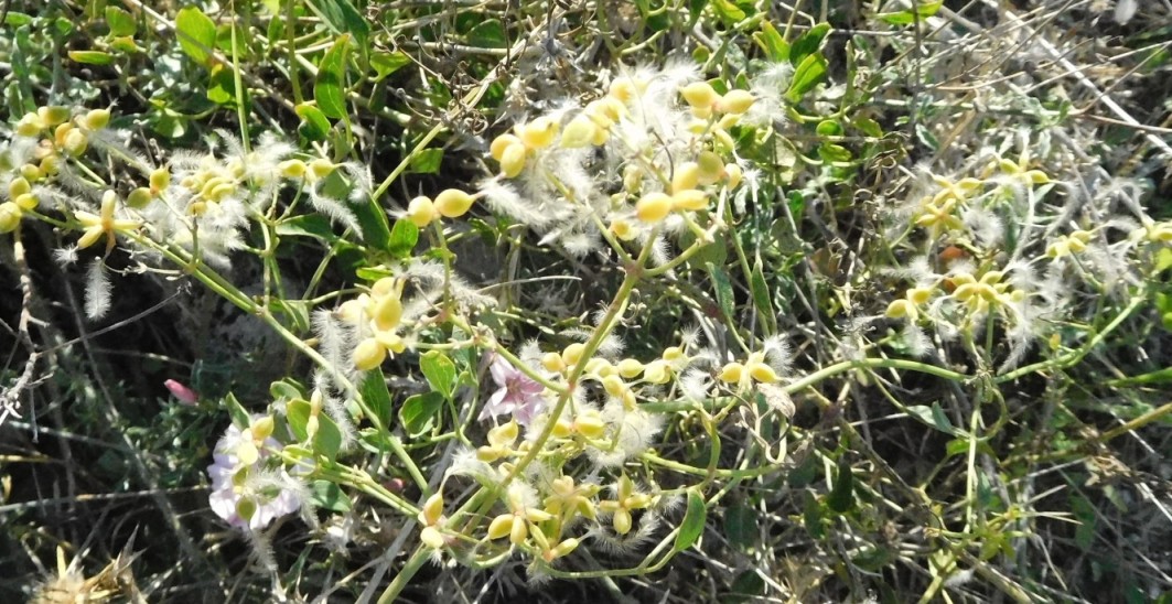 pianta da determinare 4 ott - Clematis sp.