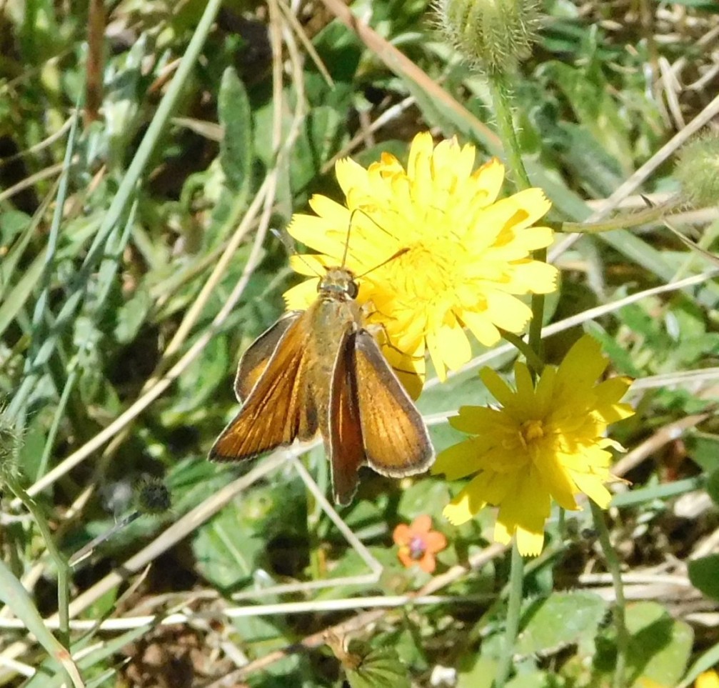 lepidottero da confermare 29apr17 - Thymelicus acteon, Hesperiidae