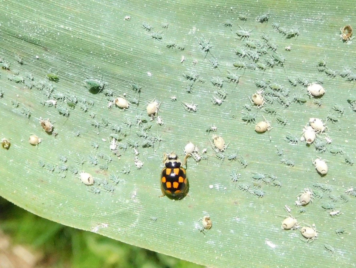 Propylea 14-punctata e Deraeocoris schach su colonia di Hyalopterus sp.