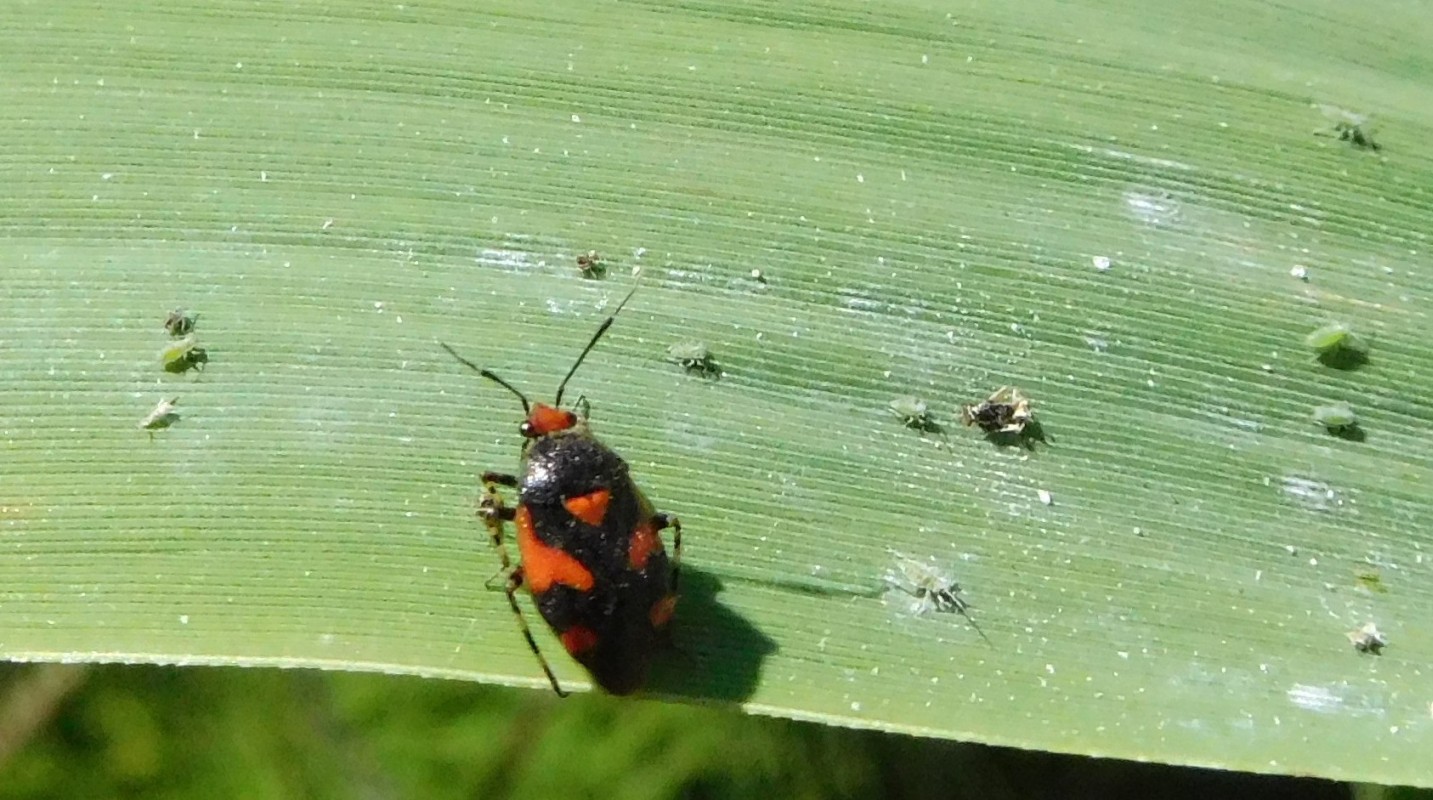 Propylea 14-punctata e Deraeocoris schach su colonia di Hyalopterus sp.