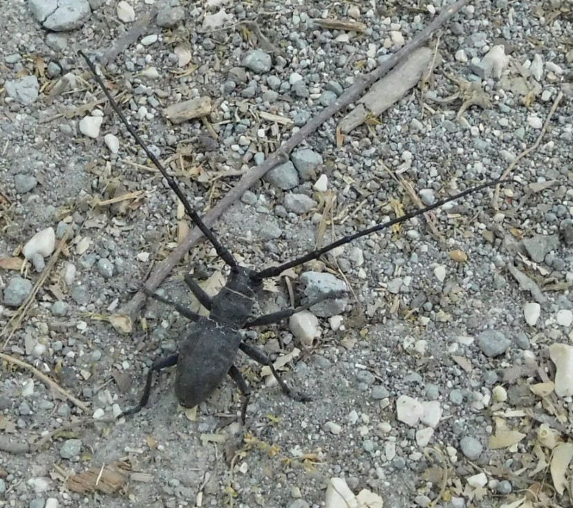 Cerambycidae da determinare: Morimus asper