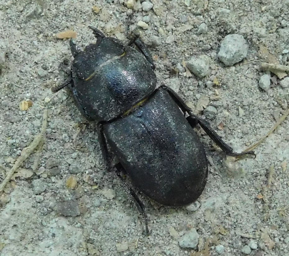 Dorcus parallelipipedus, femmina (Lucanidae)