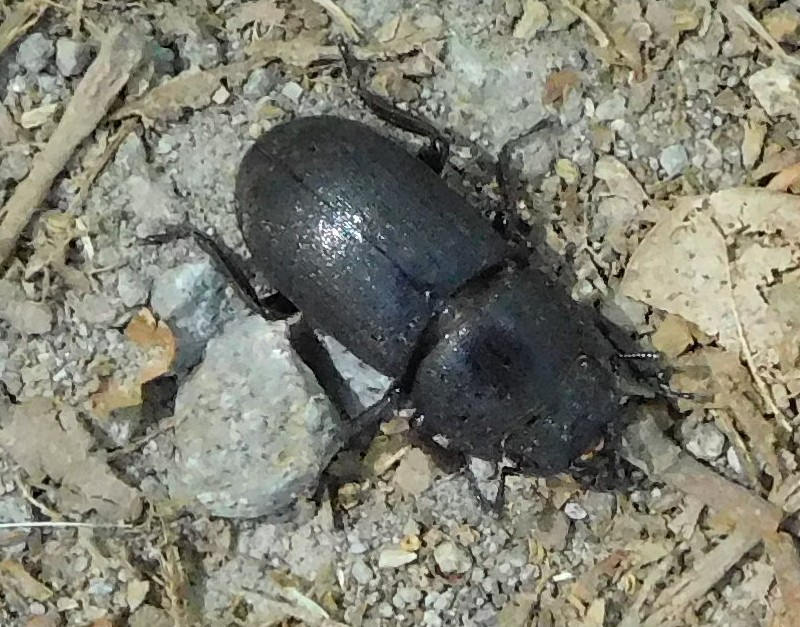 Dorcus parallelipipedus, femmina (Lucanidae)