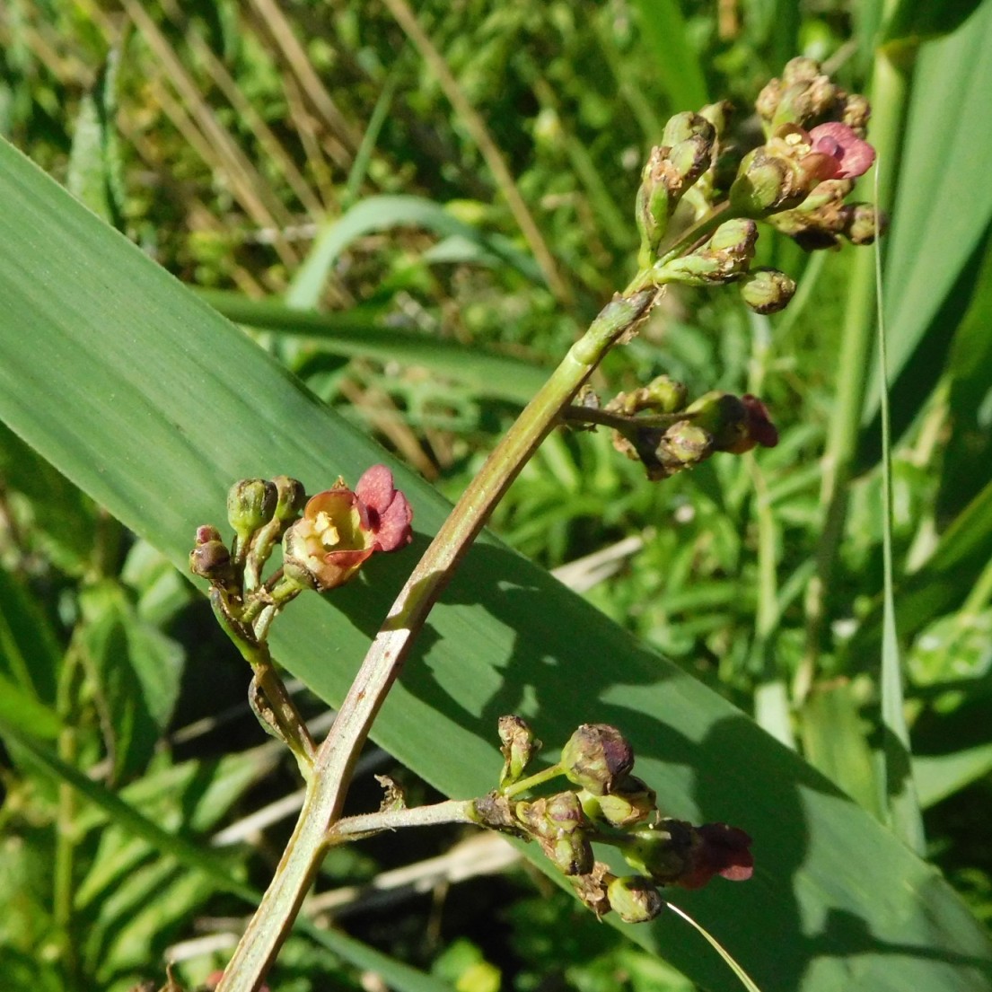 Scrophulariacea - Scrophularia auriculata