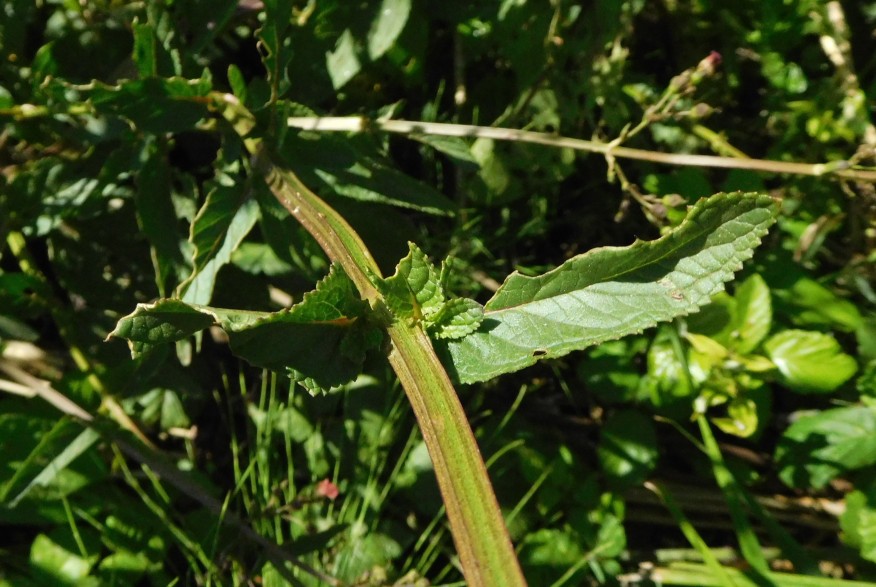 Scrophulariacea - Scrophularia auriculata