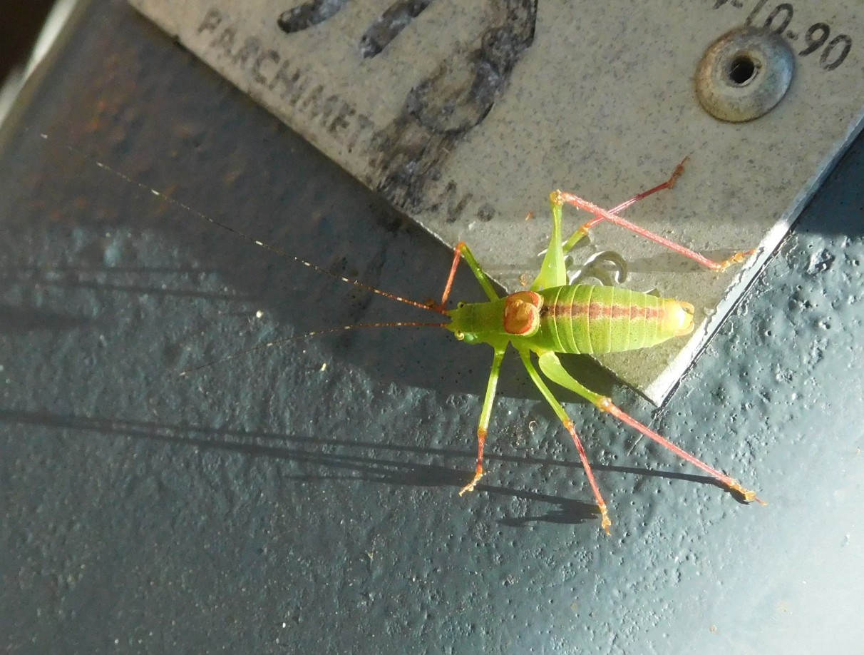 Tettigoniidae:  Leptophyes laticauda, maschio