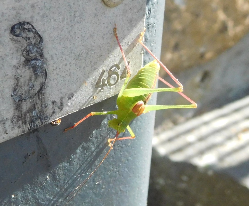 Tettigoniidae:  Leptophyes laticauda, maschio