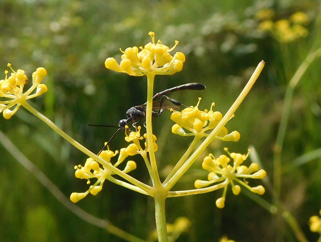 Gasteruption sp. (Gasteruptiidae)