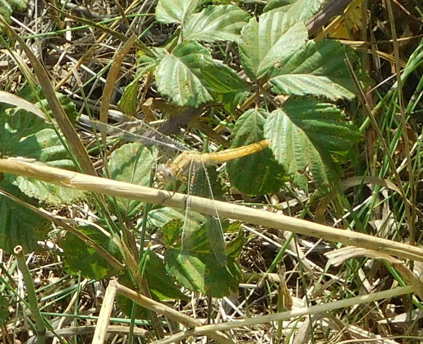 Orthetrum brunneum, femmina