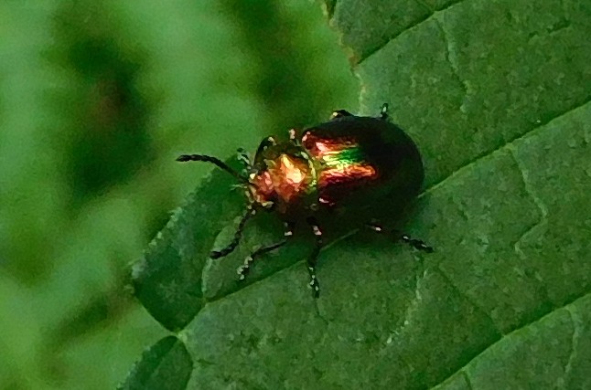 Chrysomelidae:  Chrysolina (Fastuolina) fastuosa