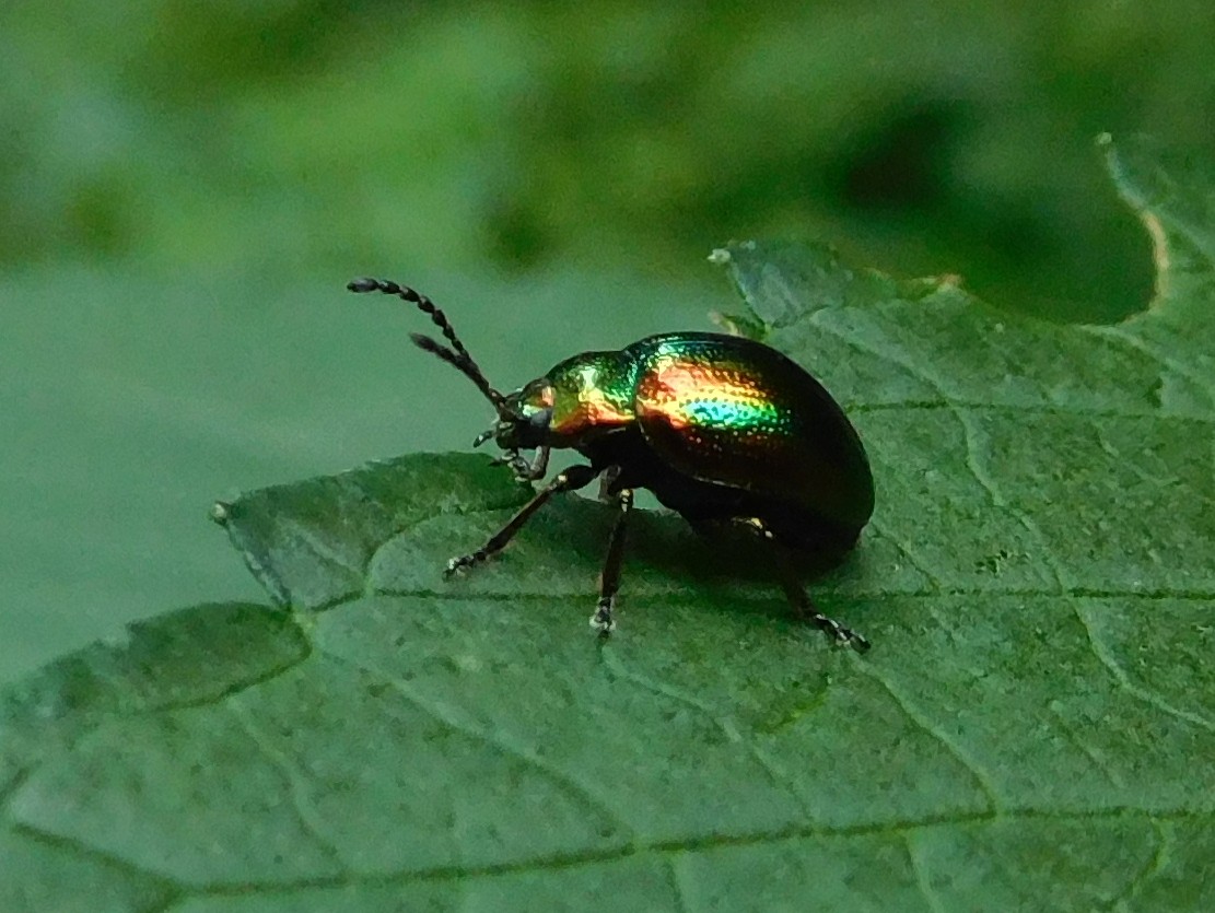 Chrysomelidae:  Chrysolina (Fastuolina) fastuosa