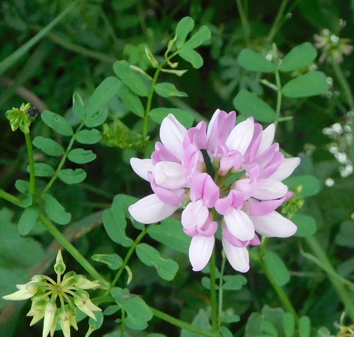 Securigera varia, Fabaceae