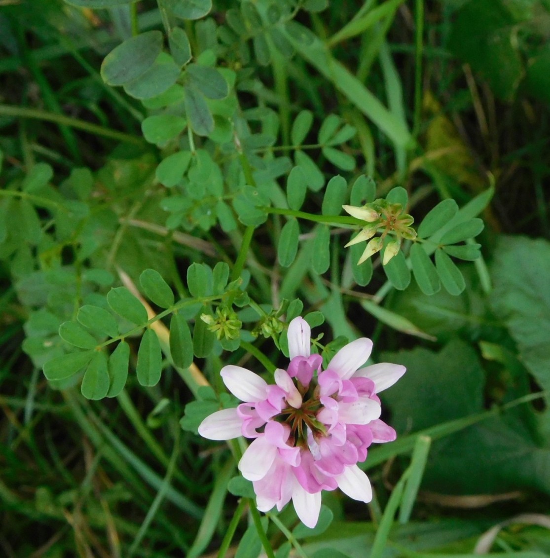 Securigera varia, Fabaceae