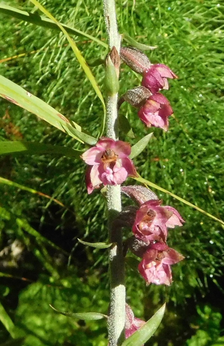 altra epipactis da determinare 24ago - Epipactis atrorubens