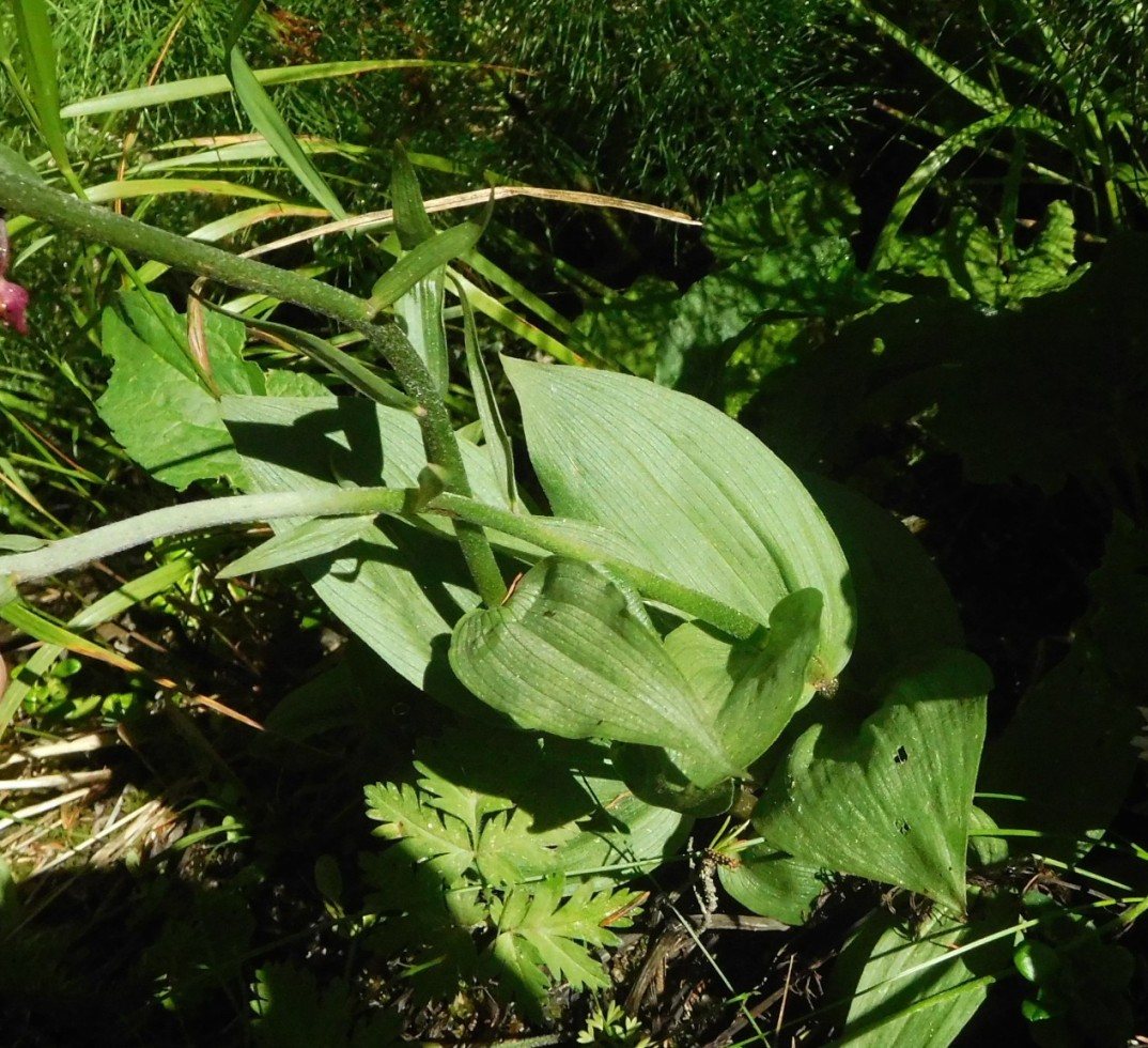 altra epipactis da determinare 24ago - Epipactis atrorubens