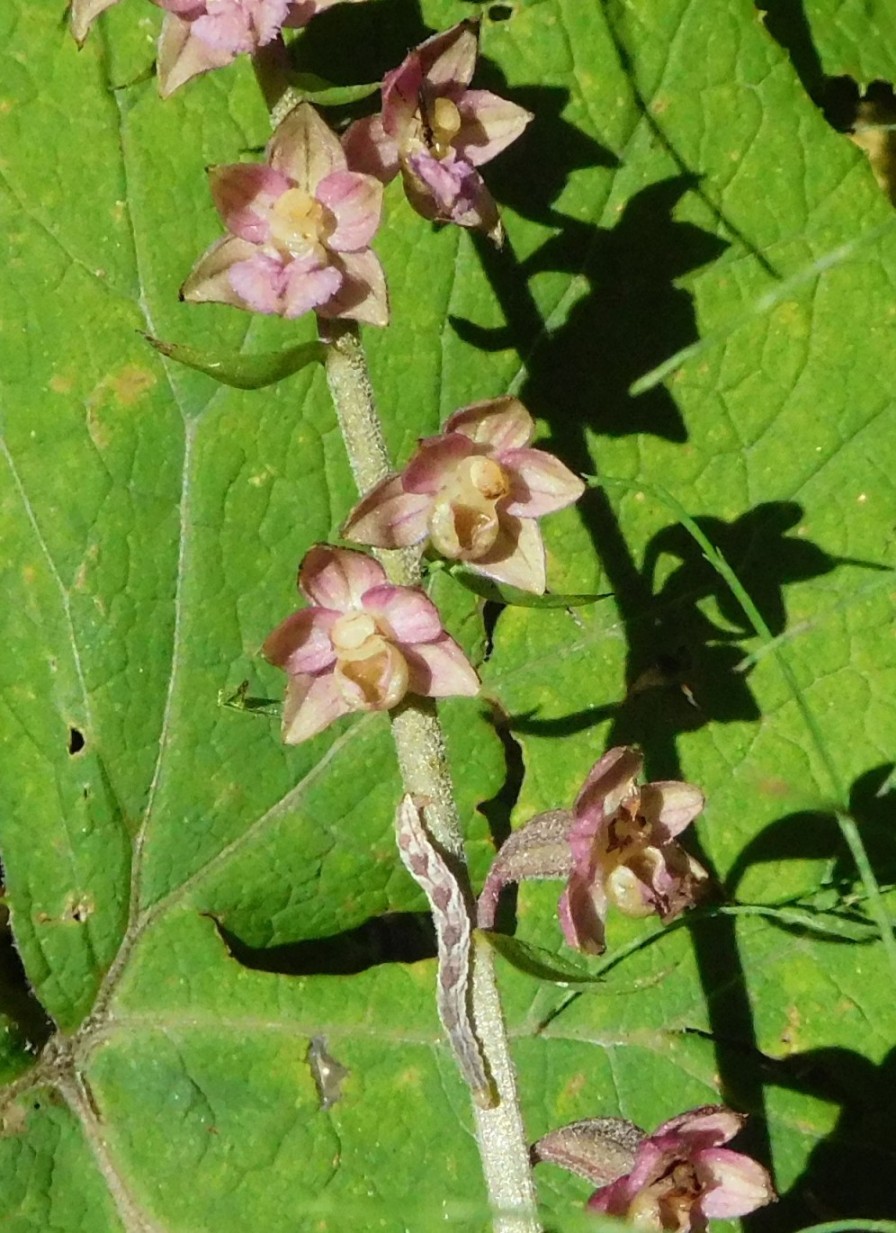 altra epipactis da determinare 24ago - Epipactis atrorubens