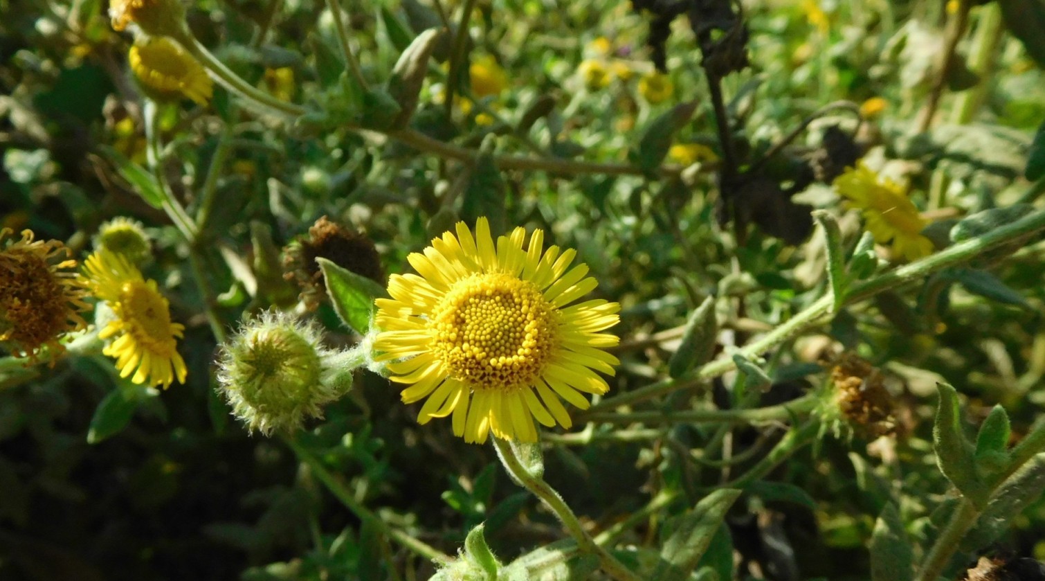 Pulicaria dysenterica