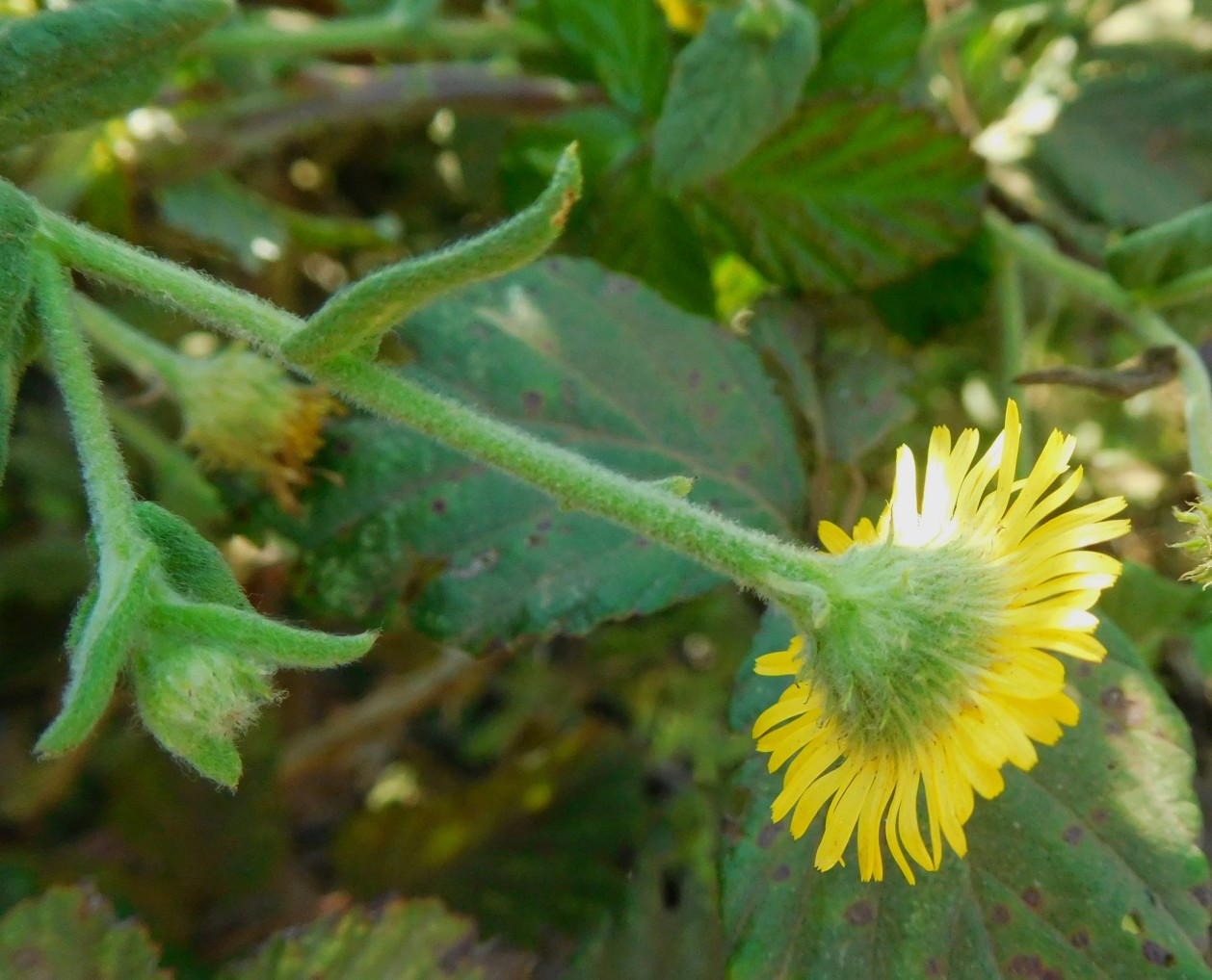 Pulicaria dysenterica