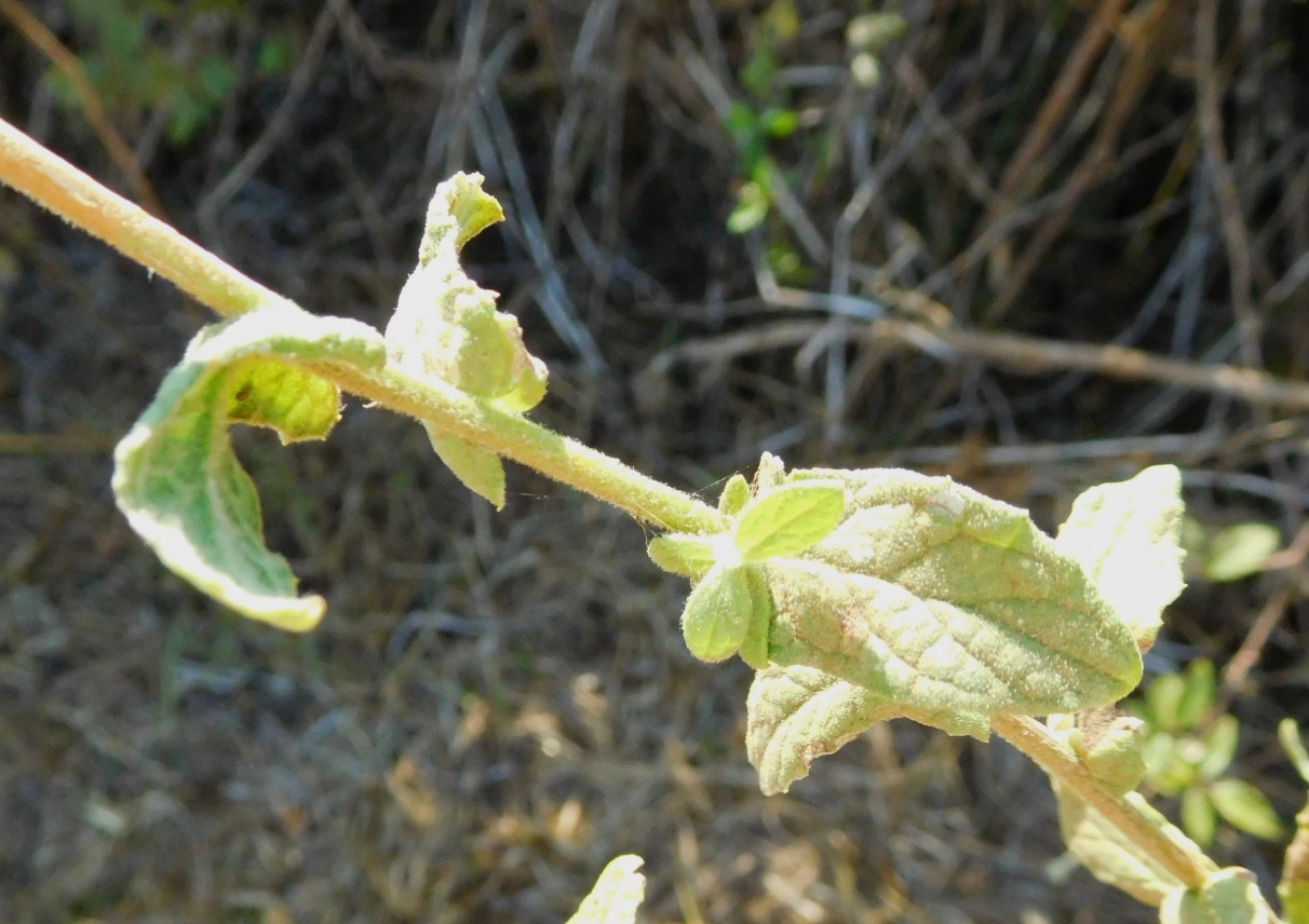 Pulicaria dysenterica