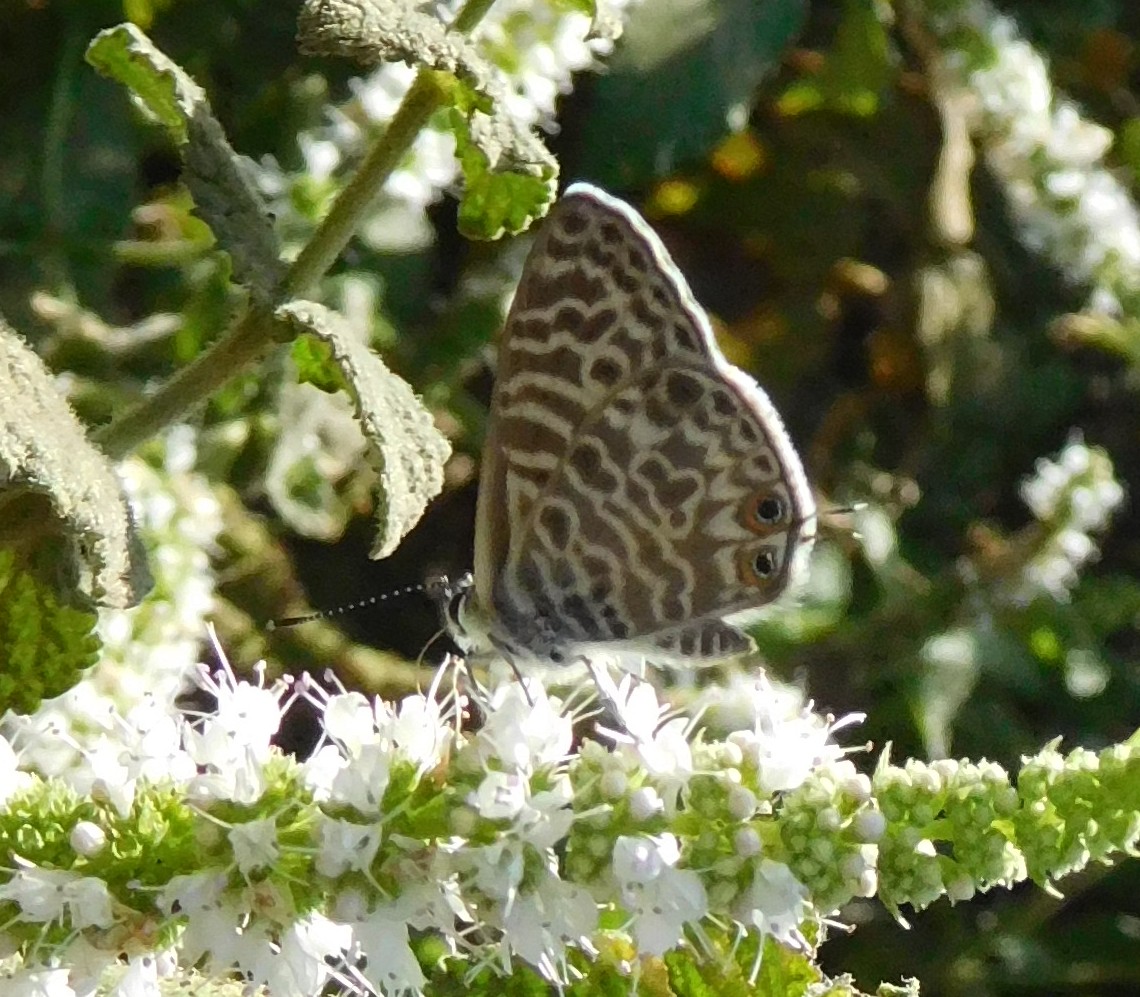 lepidottero da determinare 26ago - Leptotes pirithous, Lycaenidae