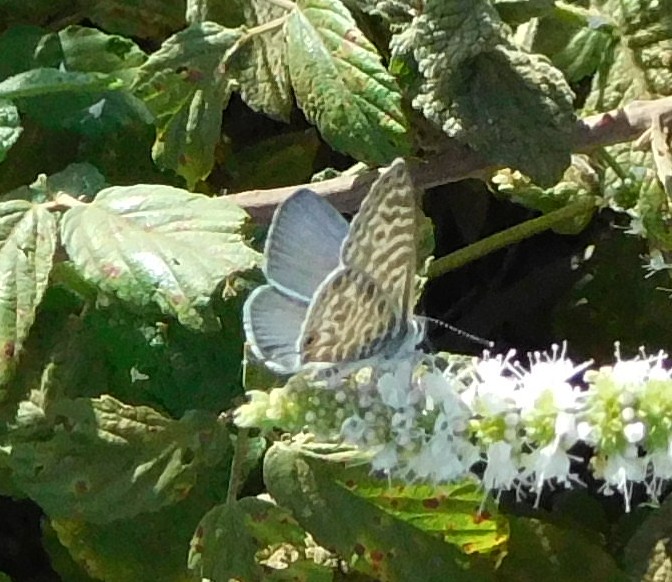 lepidottero da determinare 26ago - Leptotes pirithous, Lycaenidae