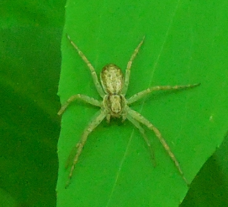 Philodromus sp.  -  Montecavo (Rocca di Papa - RM)